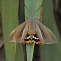Palmen-Motte (Paysandisia archon)
